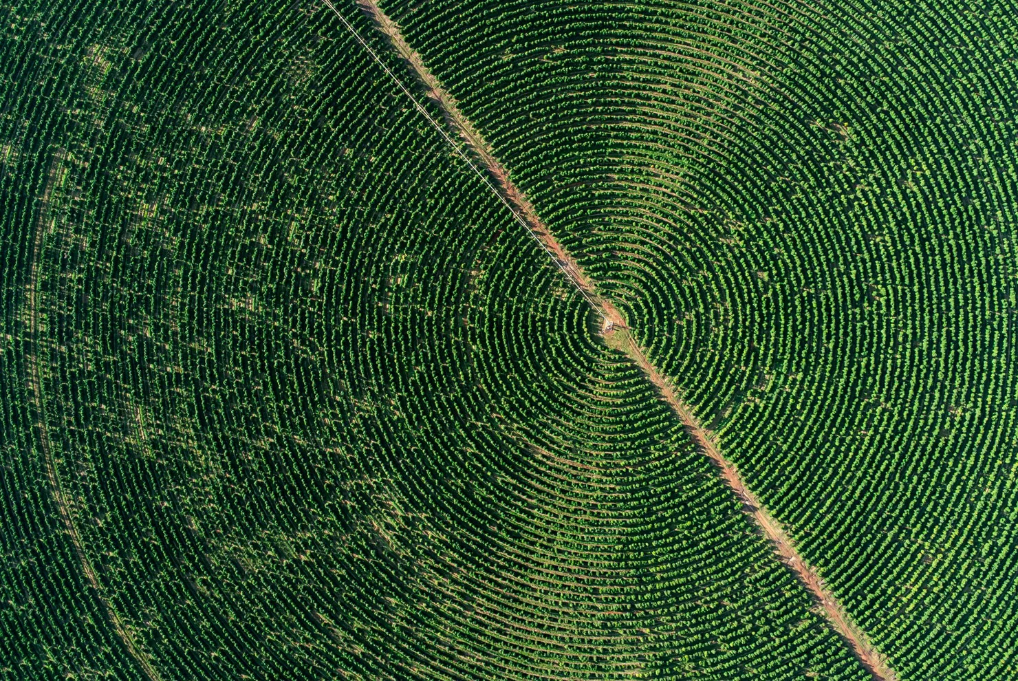 Coffee Sector Leaders Launch Global Mapping Initiative to Meet EU Deforestation Regulations