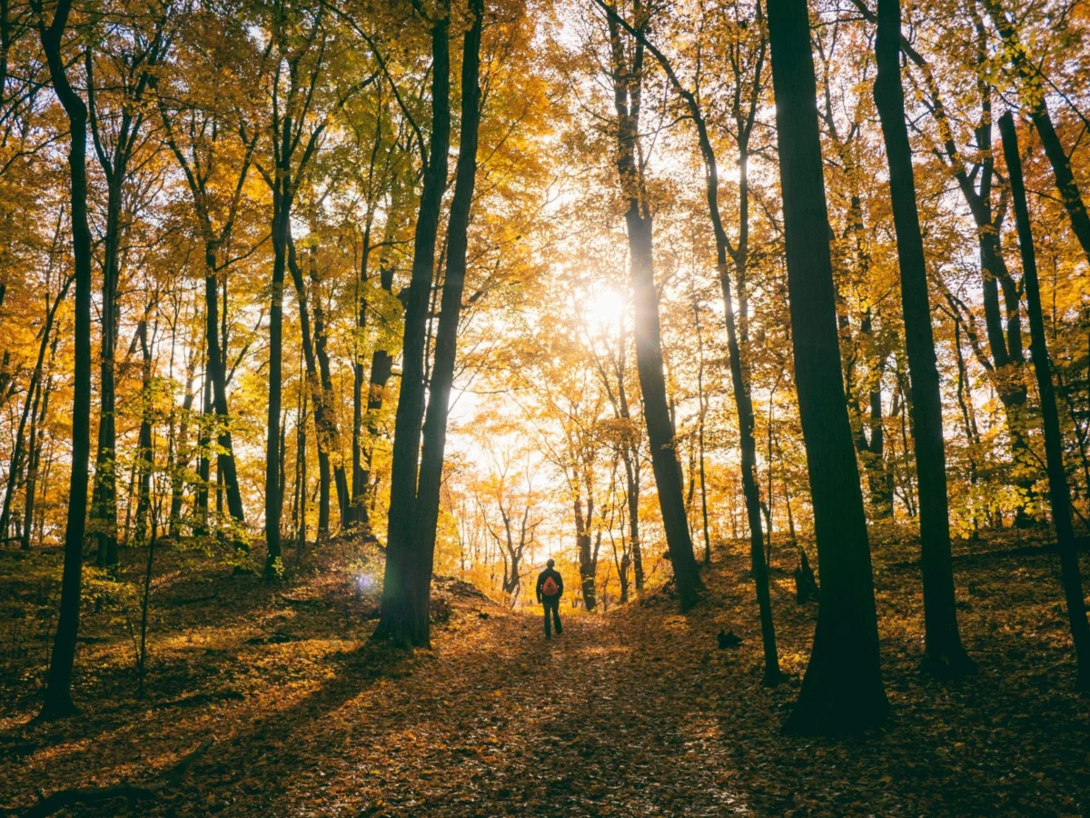 The Profound Impact of Green Spaces on Human Well-being: A Scientific Exploration