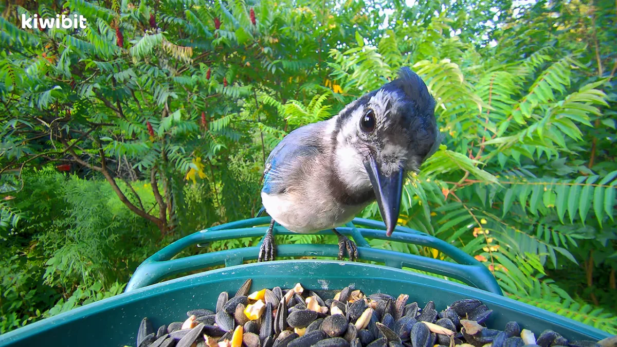 Kiwibit Unveils Advanced Bird Feeder 2, Revolutionizing Avian Observation and Engagement