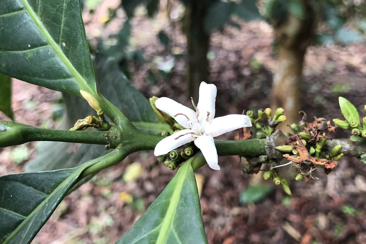 The Future of Coffee Cultivation Scientists at Kew Gardens Unveil Libex as a Climate-Resilient Hybrid