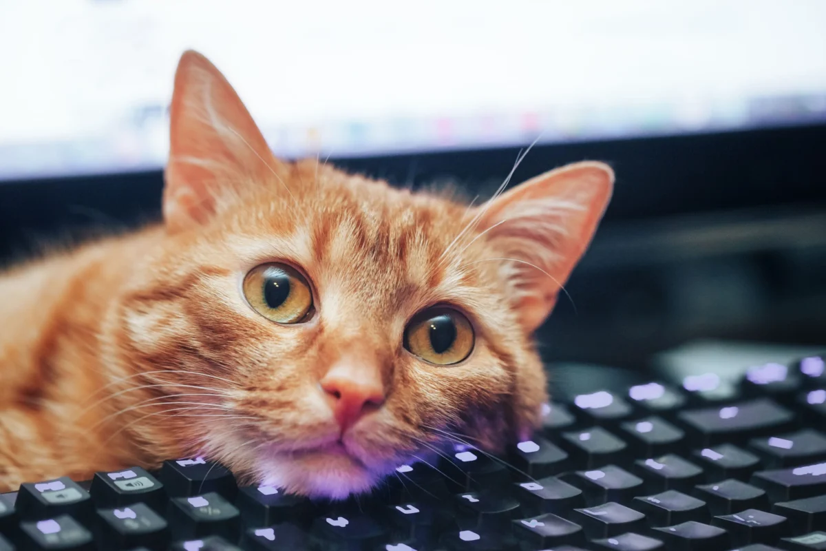The Unintended Interface Experts: Analyzing the Impact of Feline Keyboard Interaction on Operating System Discovery and Accessibility Awareness