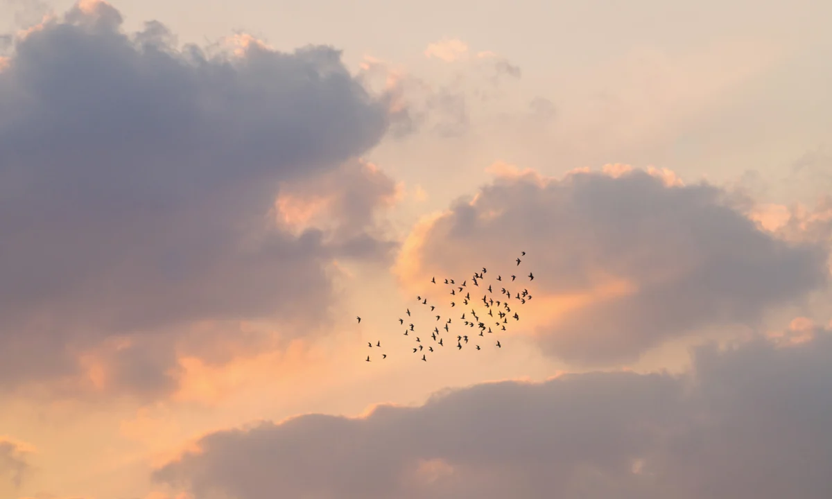 Birdwatching Found to Reshape Brain Structure and Strengthen Cognitive Reserve Against Aging