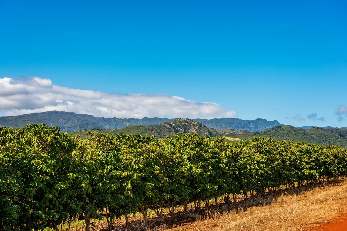 Kauai Coffee Company Finalizes Land Lease for 3,100-Acre Estate Securing the Future of United States Domestic Coffee Production.