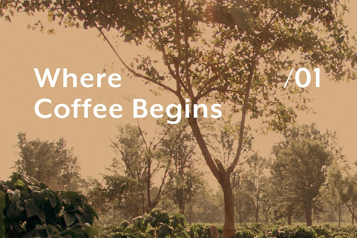 Decoding the Bean: Accademia del Caffe Espresso Launches Comprehensive Educational Series on the Science and Craft of Coffee