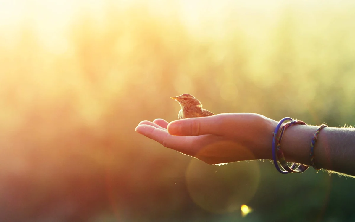 Navigating the Currents of Change: A Longitudinal Examination of Mindfulness, Impermanence, and Cognitive Adaptation in Modern Psychology