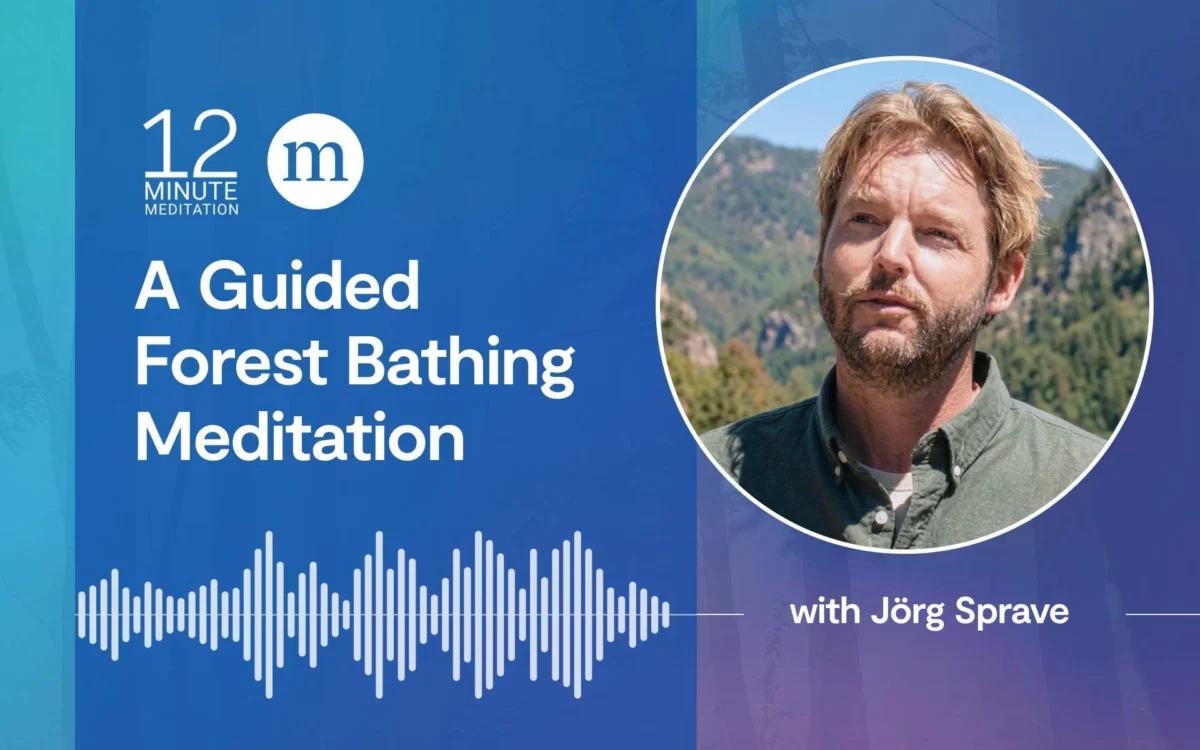 Reconnecting with the Wilderness: Jörg Sprave Introduces Shinrin-Yoku to Modern Audiences Through Treeming.org