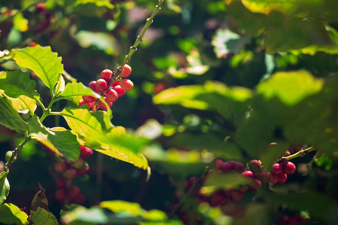 The Unintended Harvest: Climate Change and the Emergence of Italian Coffee Cultivation